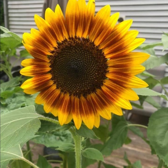 Meet your Posher, Christina - Picture 3 of 15